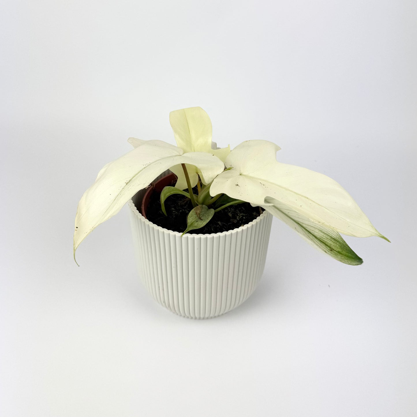 Philodendron Florida Ghost 12cm Houseplant