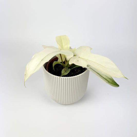 Philodendron Florida Ghost 12cm Houseplant
