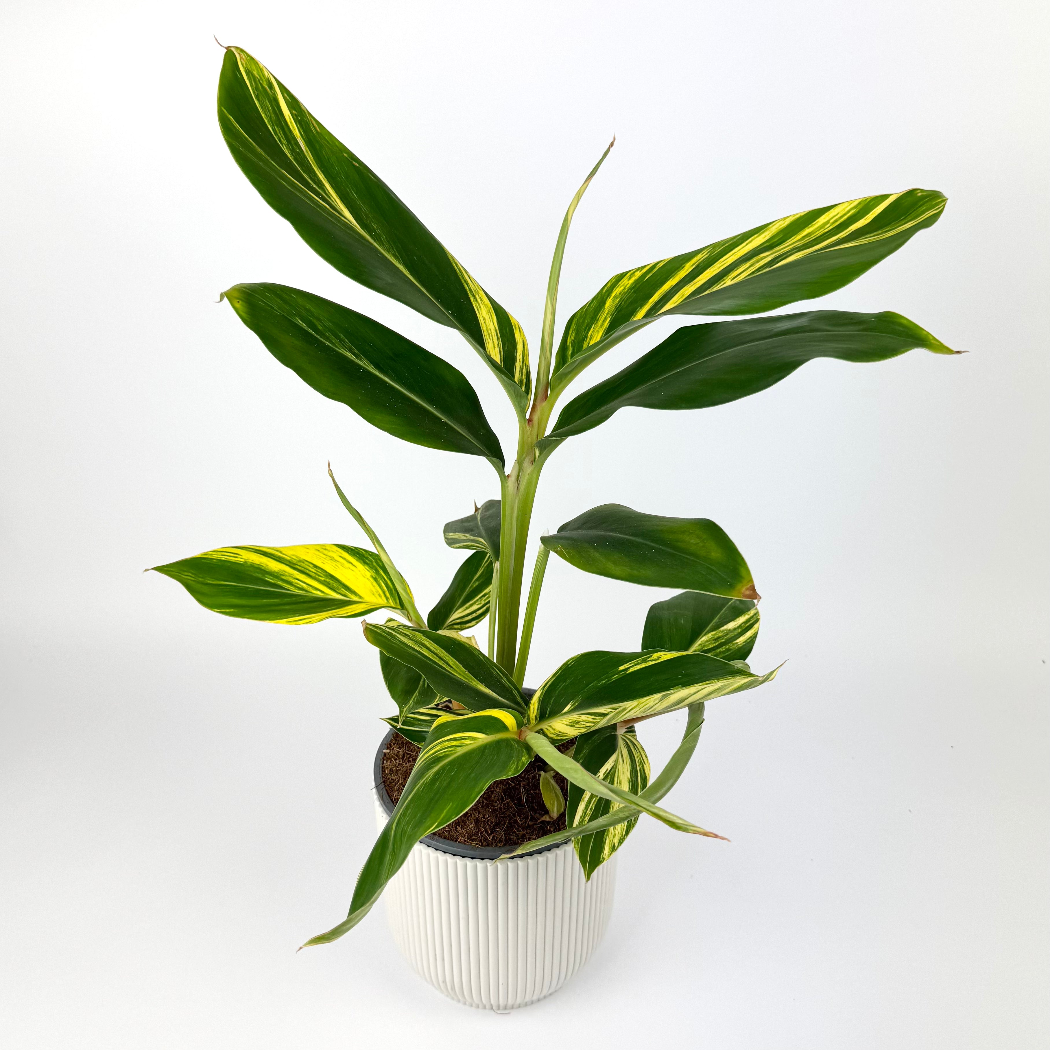 Alpinea Zerumbet 14cm Houseplant