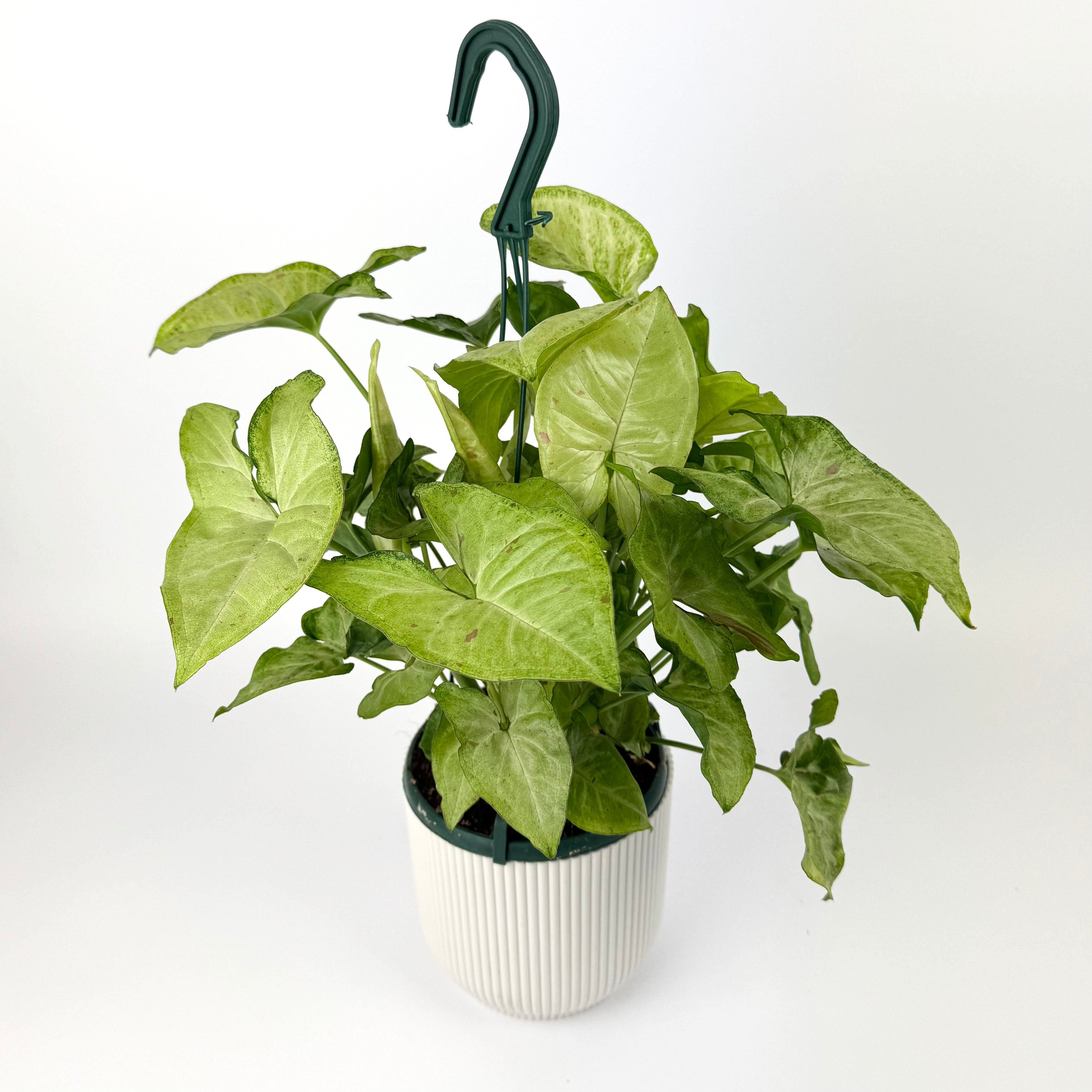 Hanging Syngonium Neon Robusta 14cm Houseplants