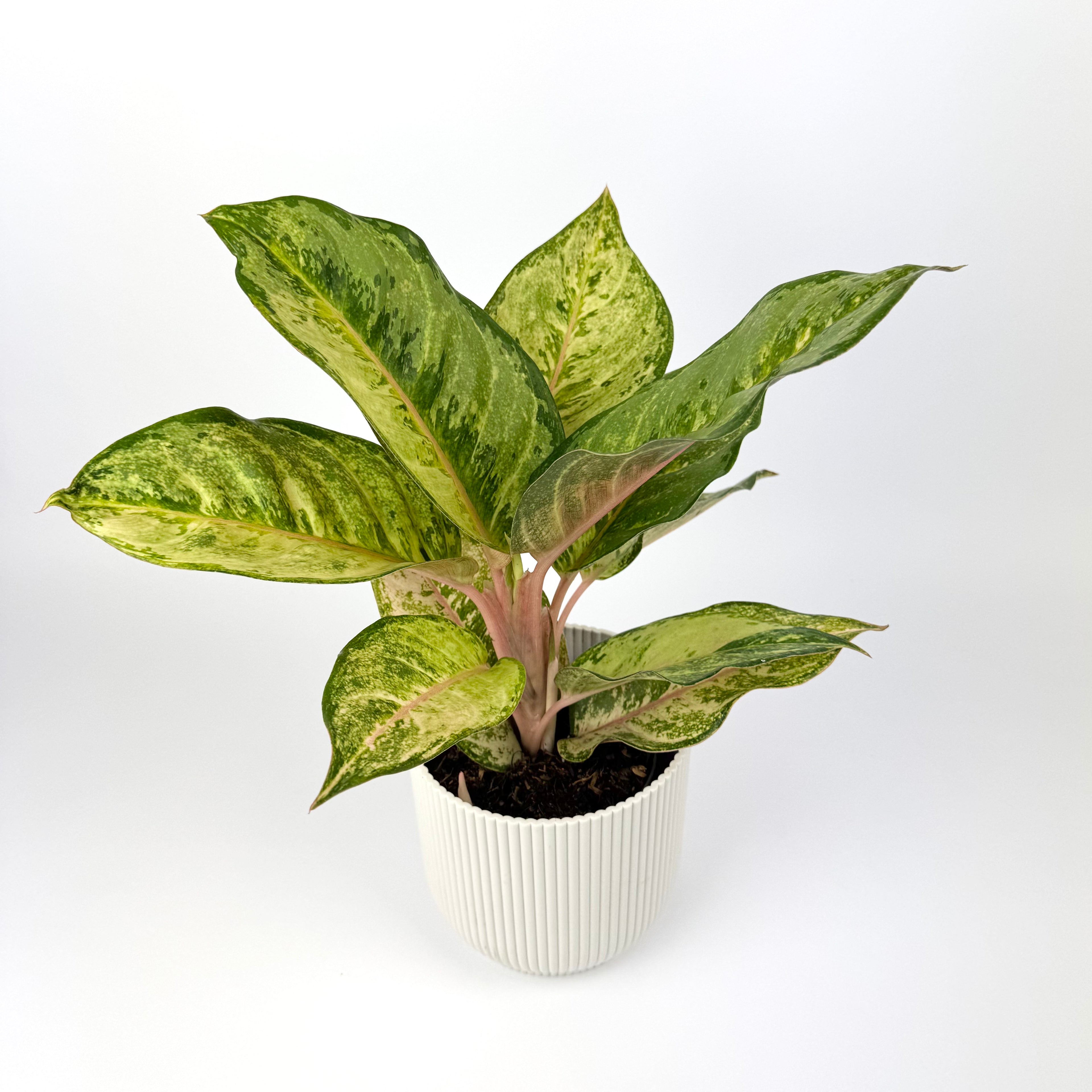 Aglaonema Corn Silk 12cm Houseplant