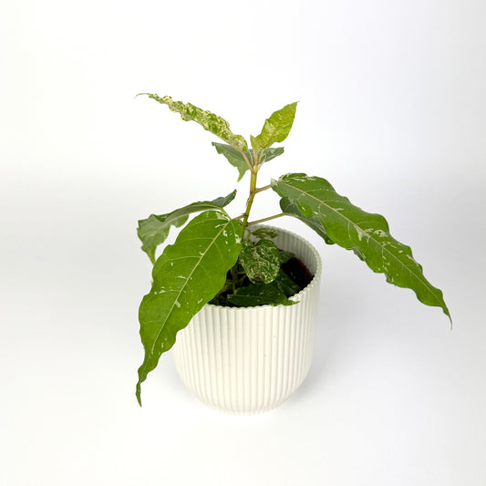 Ficus Snowstorm 9cm Pot Size Houseplant