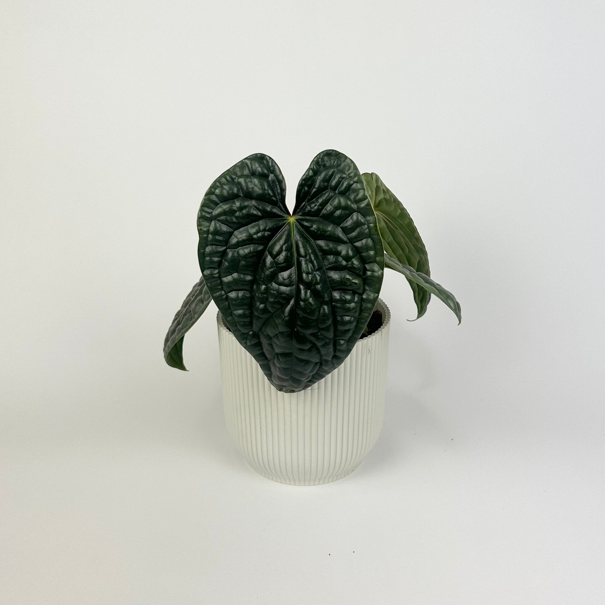 Anthurium Luxurians 12cm Houseplant
