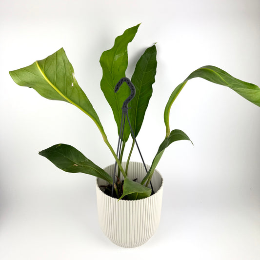 Anthurium Big Bill 20cm Houseplant