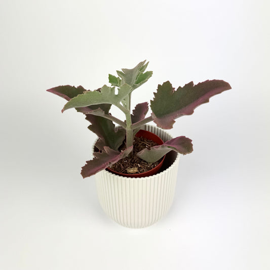 Kalanchoe Beharensis Make Upz Pink 8.5cm Houseplant