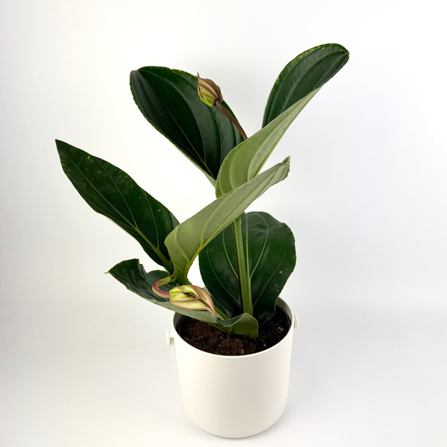 Medinilla Magnifica Flamenco 17cm Pot Size Houseplant