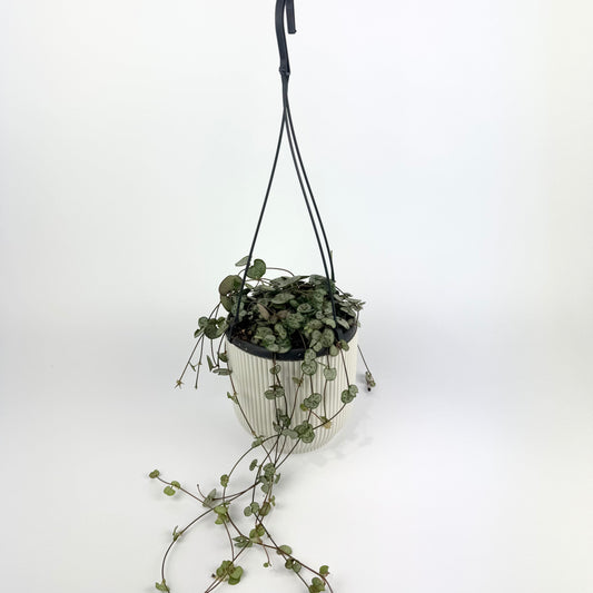 Ceropegia woodii Silver Glory Houseplant