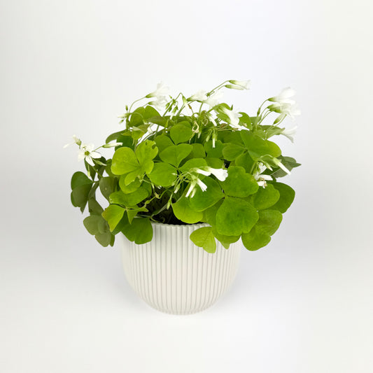 Oxalis Ikigai Papilionacea White 12cm Houseplant