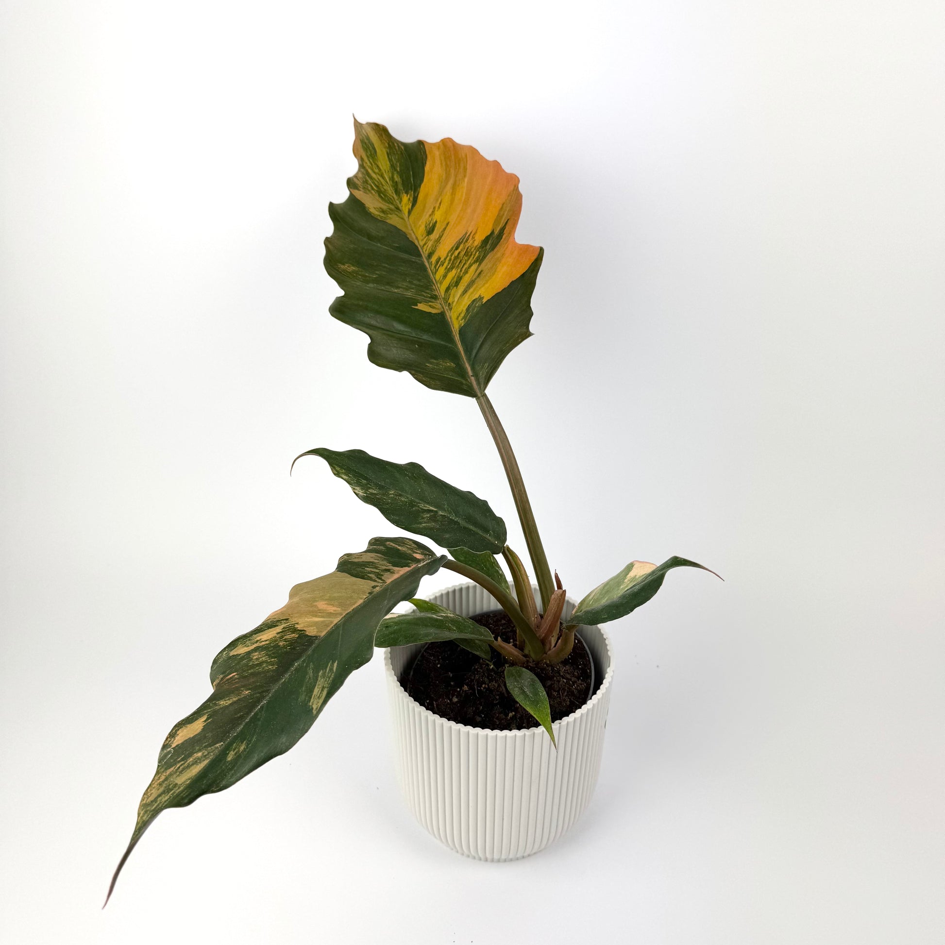 philodendron caramel cream Philodendron Caramel Marble 12cm Houseplant – OH SO Floral