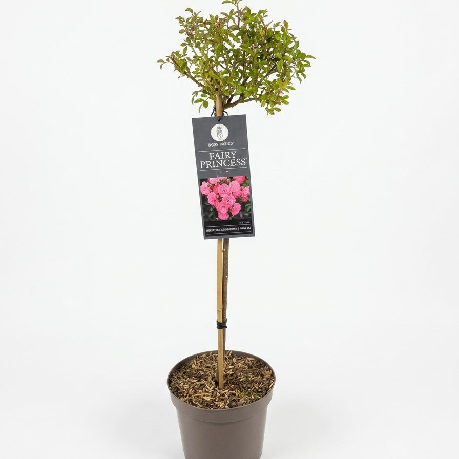 Rosa Fairy Princess Pink 24cm Outdoor plant