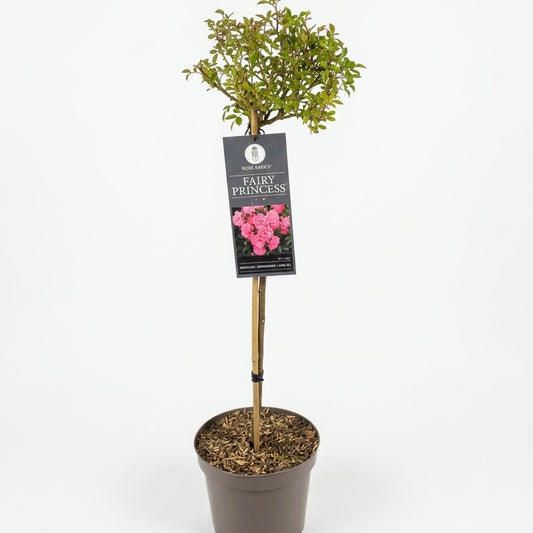 Rosa Fairy Princess Pink 24cm Outdoor plant
