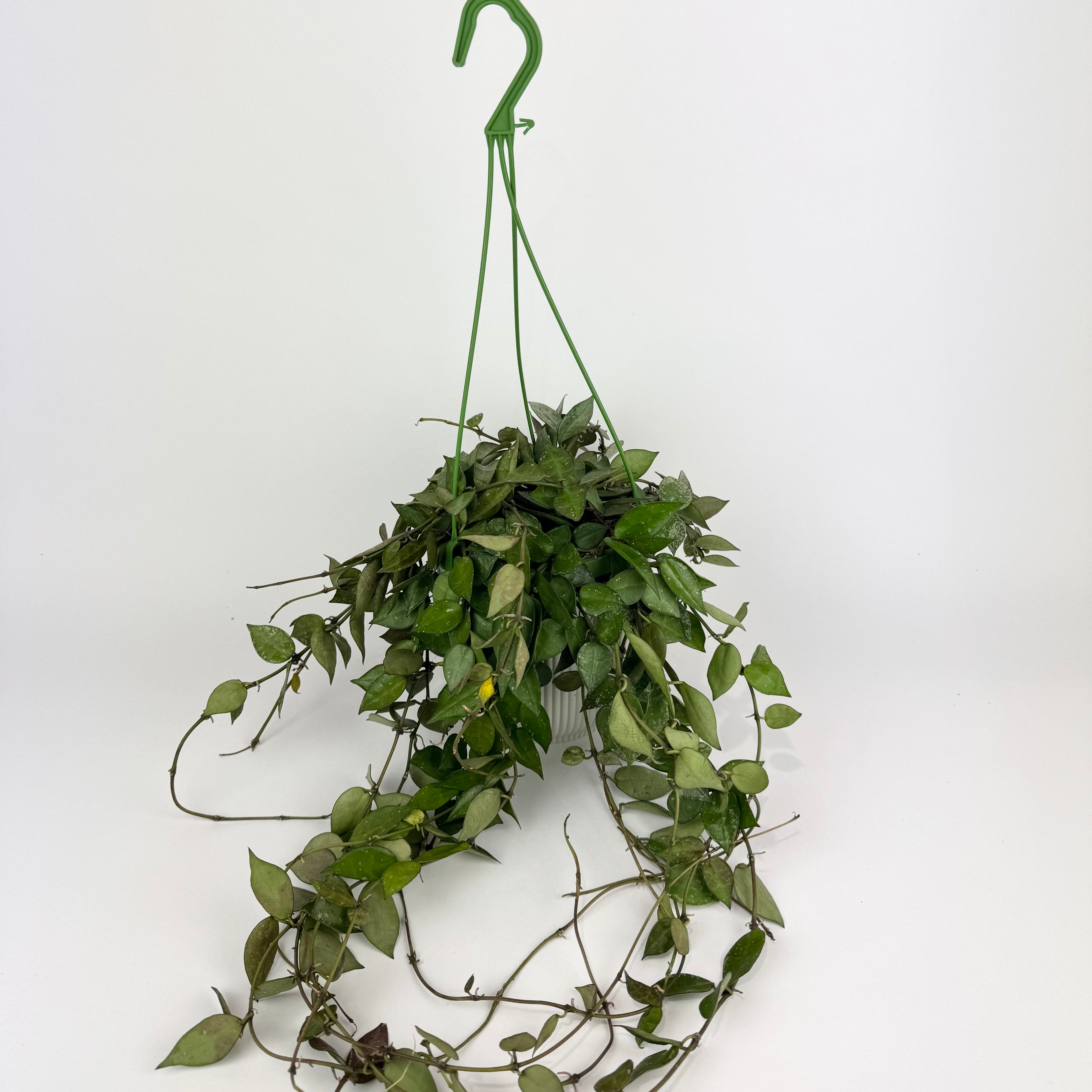 14cm Hoya Kroniana Eskimo Houseplant