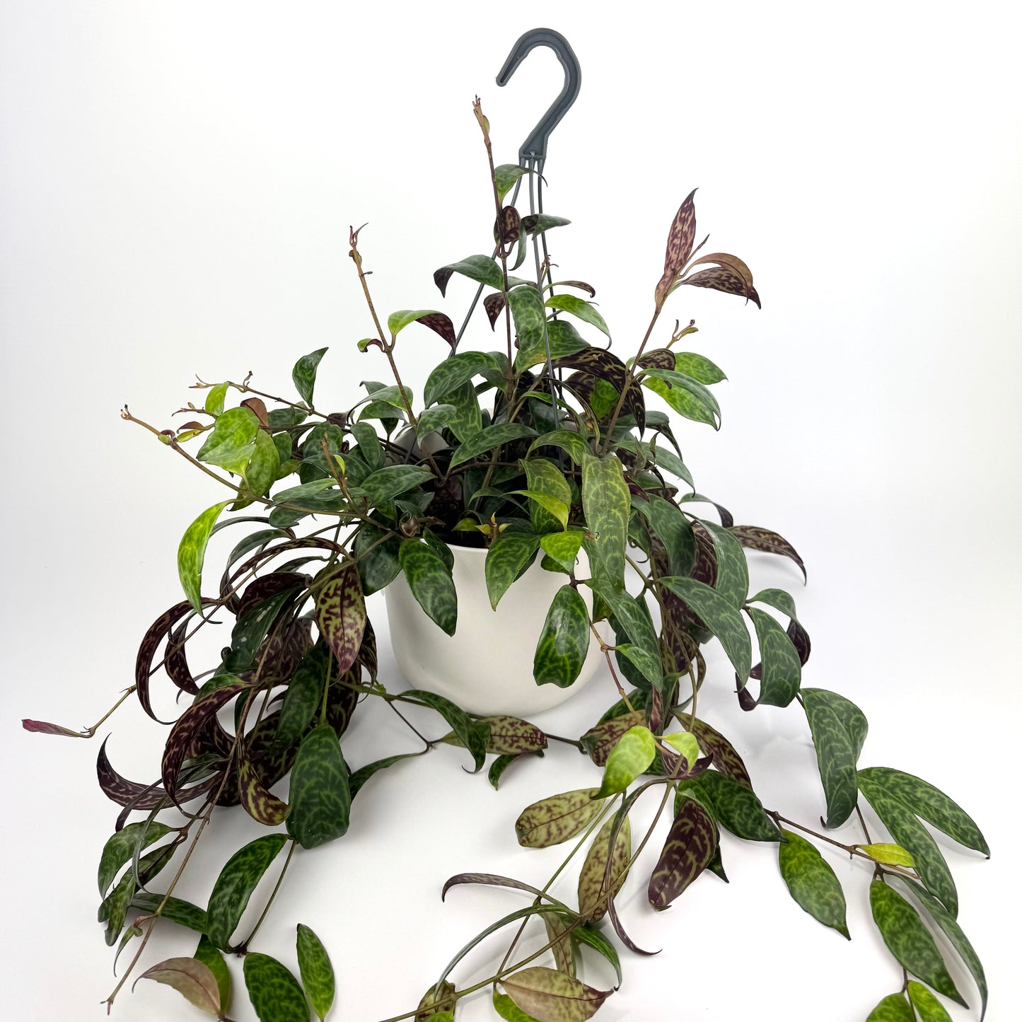 Hanging Aeschyn Marmoratus 17cm Pot Size Houseplant