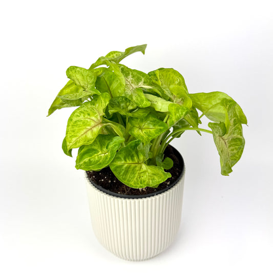 Syngonium Golden 12cm Houseplant
