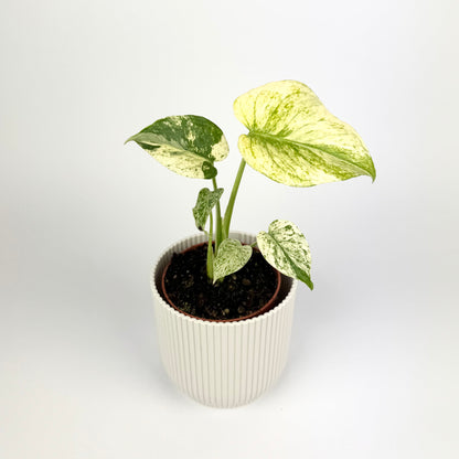 Monstera White Monster 10.5cm Houseplant (Copy)