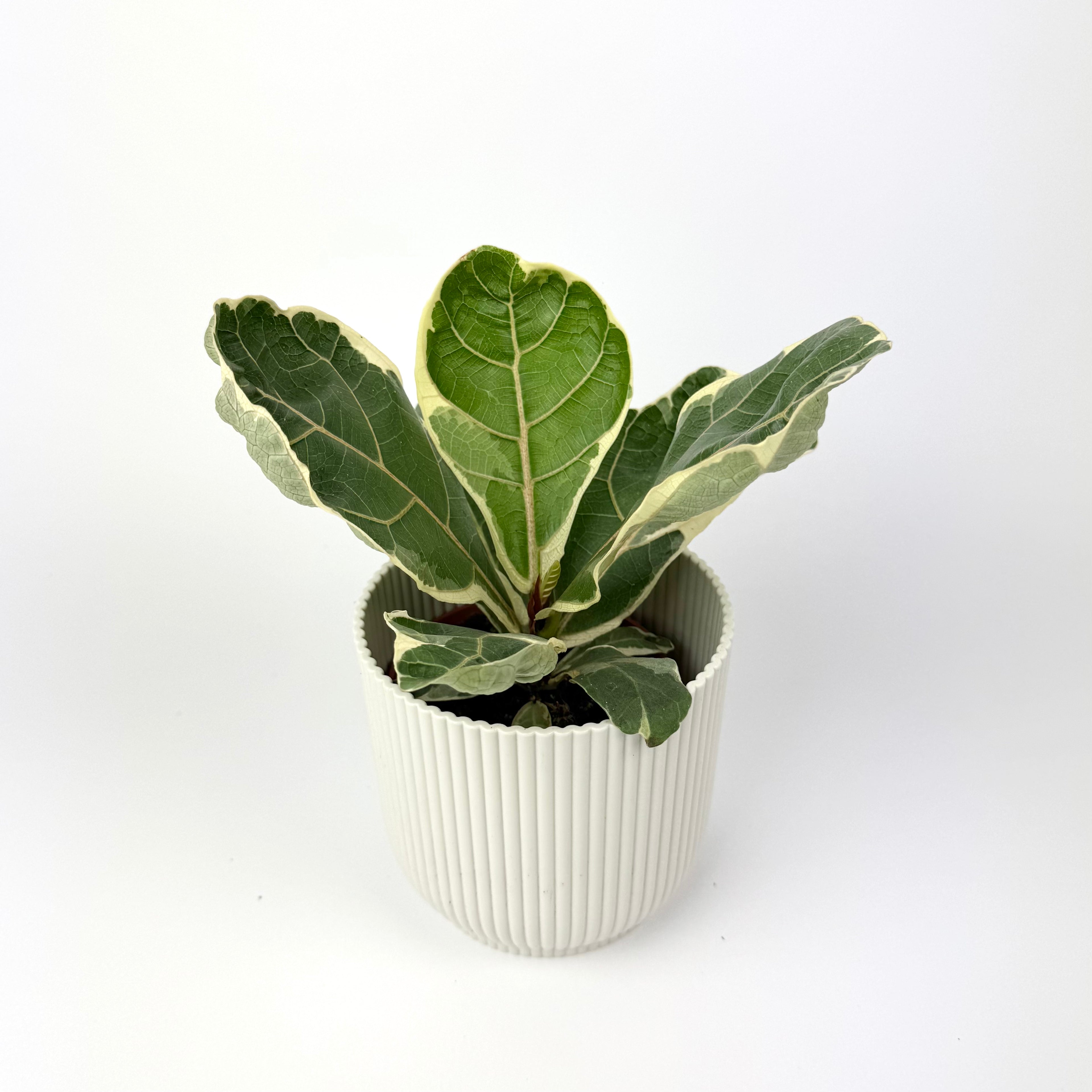 Ficus lyrata variegata