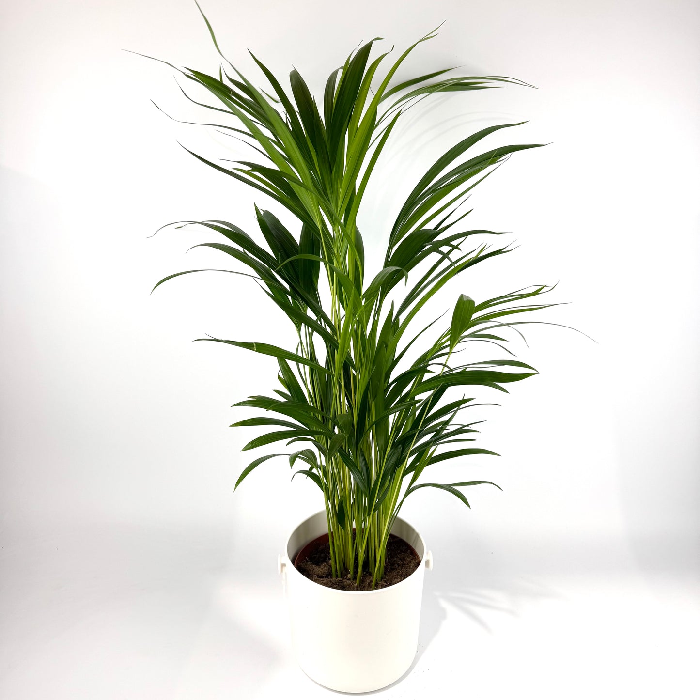Areca Dypsis Lutescens Palm 17cm Pot Size Houseplant