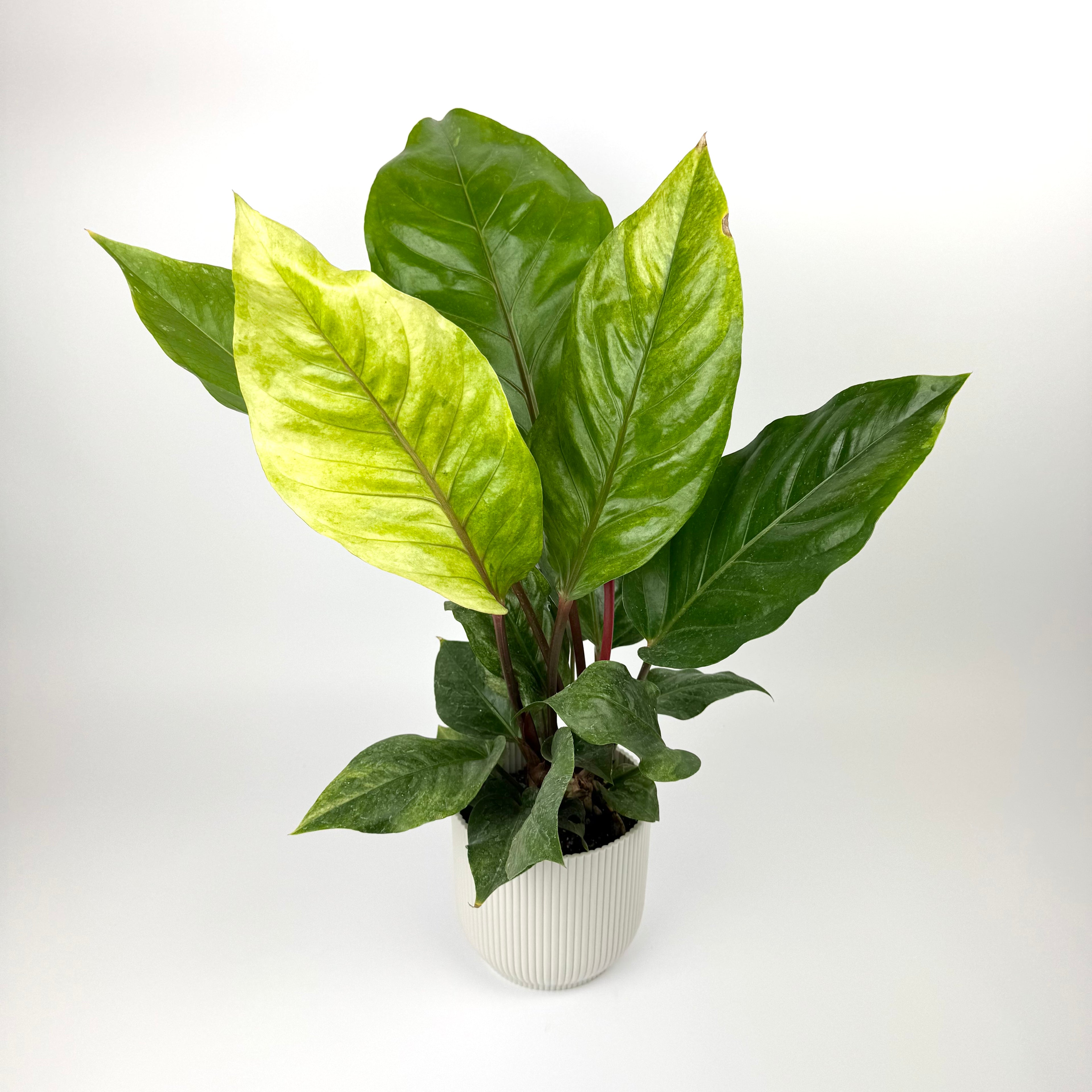 Anthurium Renaissance Variegated 12cm Pot Size Houseplant