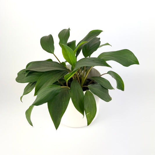 Homalomena Emerald Gem 14cm Pot Size Houseplant