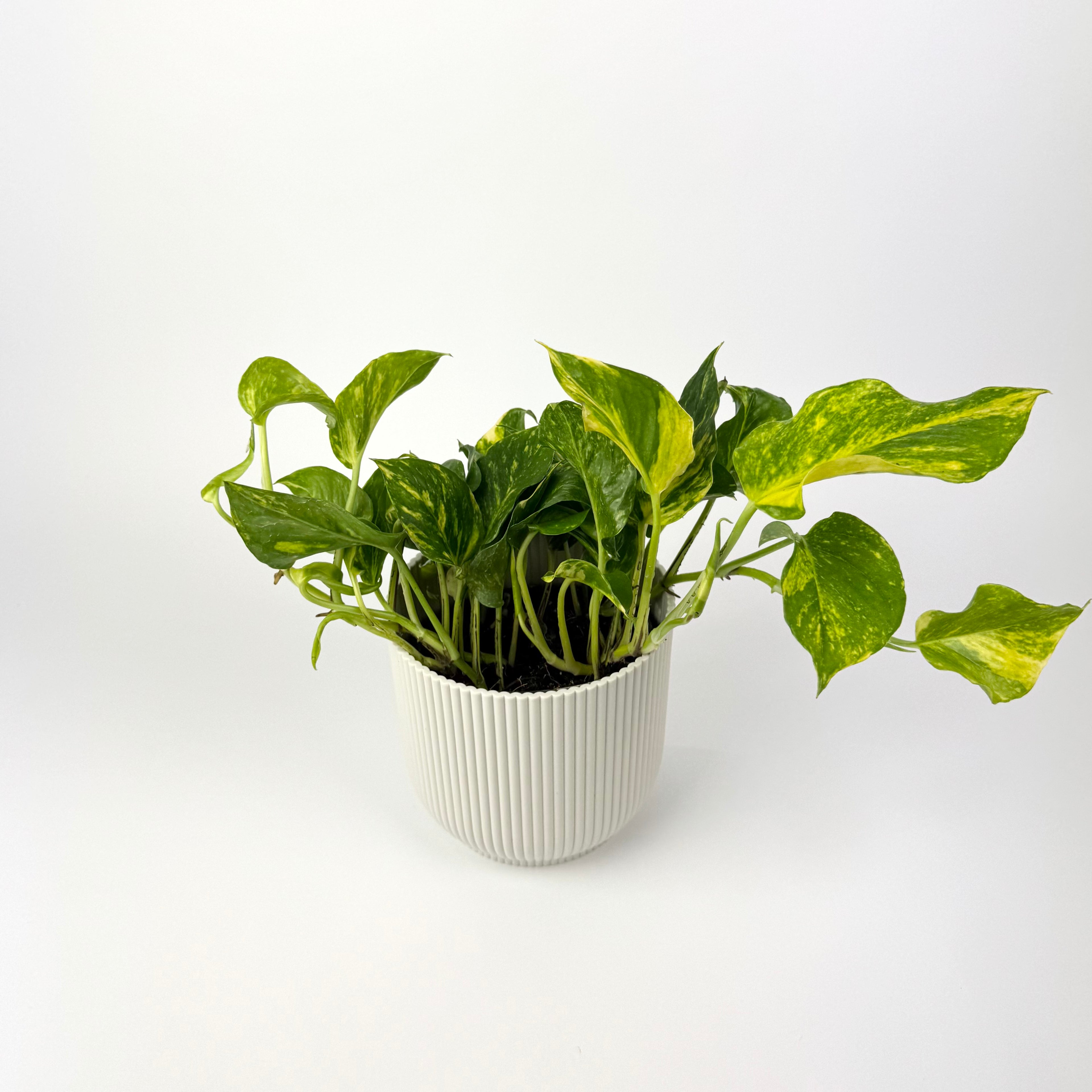 Scindapsus N'joy Gold 12cm Houseplant