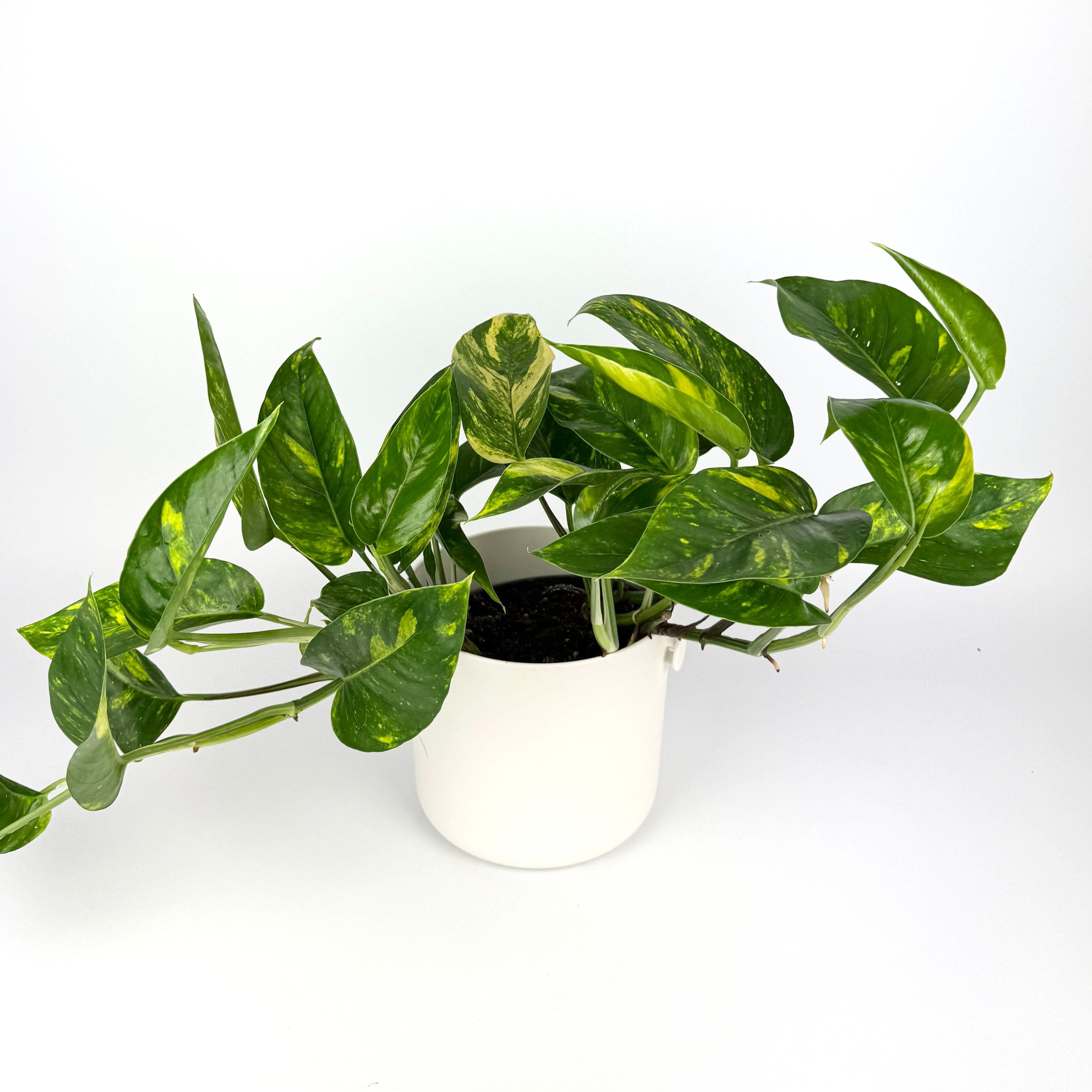 Epipremnum Pinnatum Cintho Houseplant