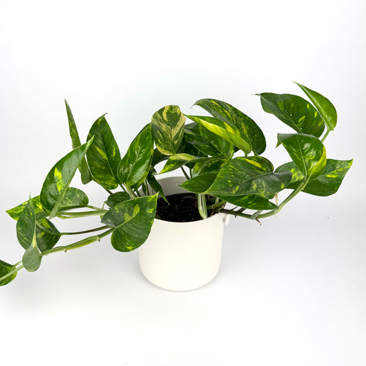 Epipremnum Pinnatum Cintho Houseplant