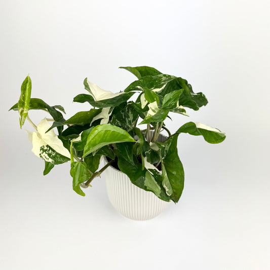 Syngonium Albo 12cm Houseplant
