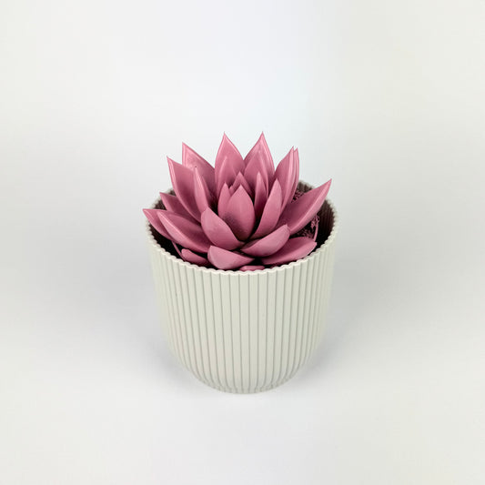 Echeveria Painted Pastel 8.5cm Houseplant