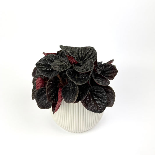 Peperomia Chocolate 12cm Pot Size Houseplant