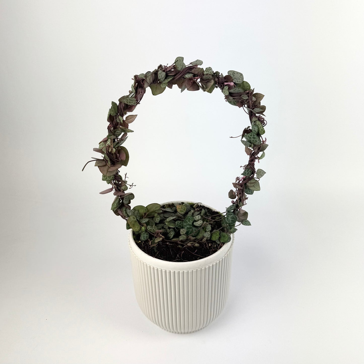 Ceropegia Woodii Hoop 14cm Pot Size Houseplant