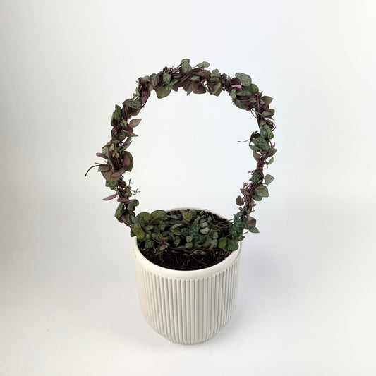 Ceropegia Woodii Hoop 14cm Pot Size Houseplant