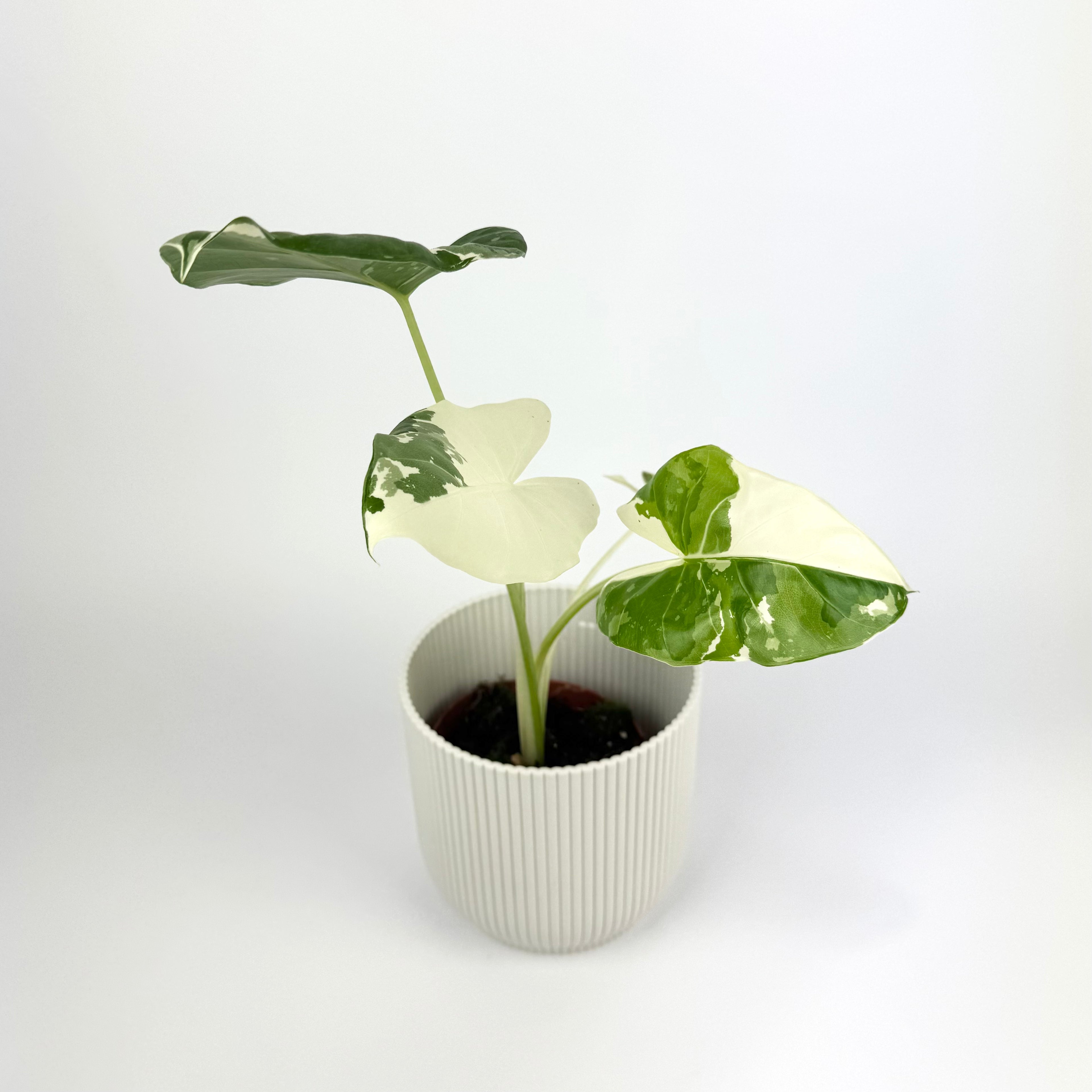 Alocasia macrorrhiza variegata 10.5cm Houseplant