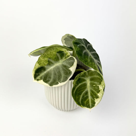 Alocasia Ninja Variegated 6cm Houseplant - pre order
