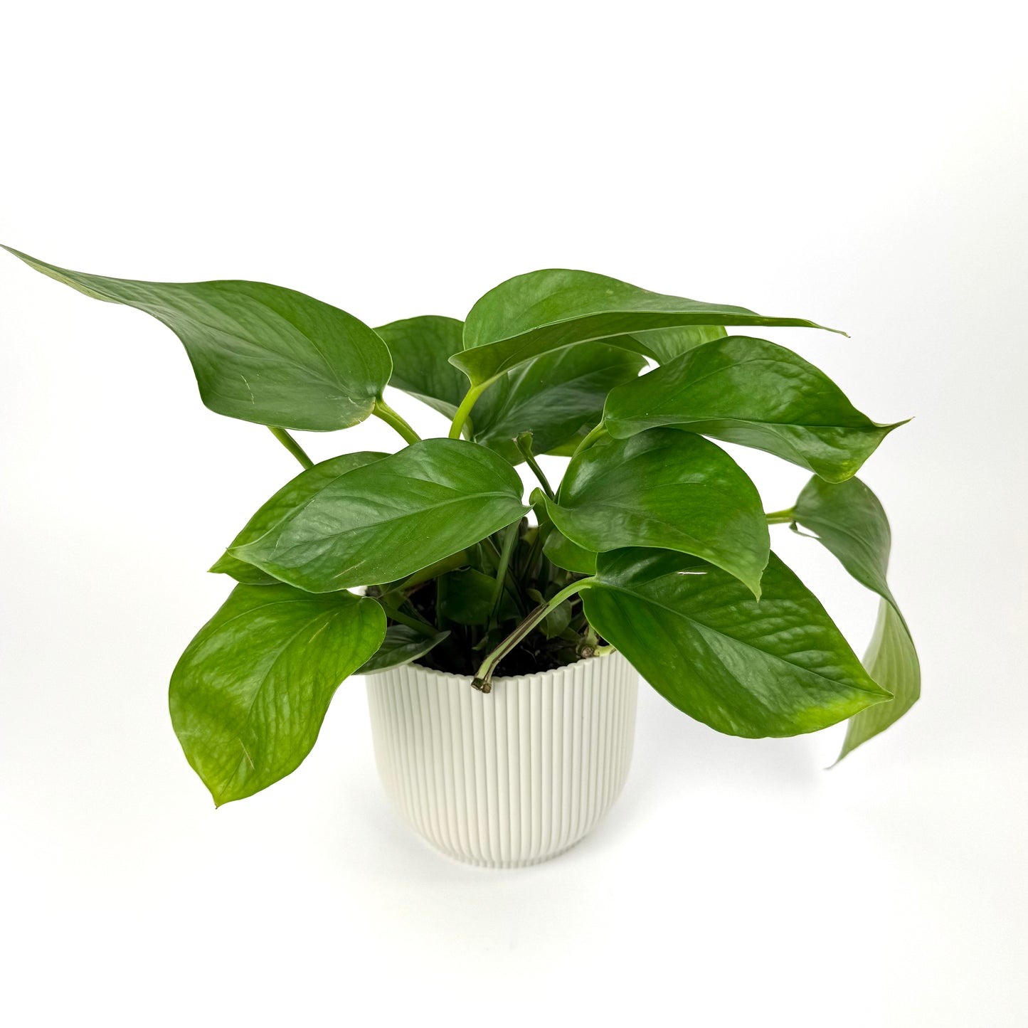 Epipremnum Jade 12cm Pot Size Houseplant