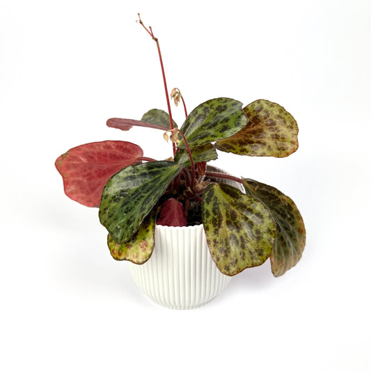 Begonia Blancii Mottled 10.5cm Pot Size Houseplant