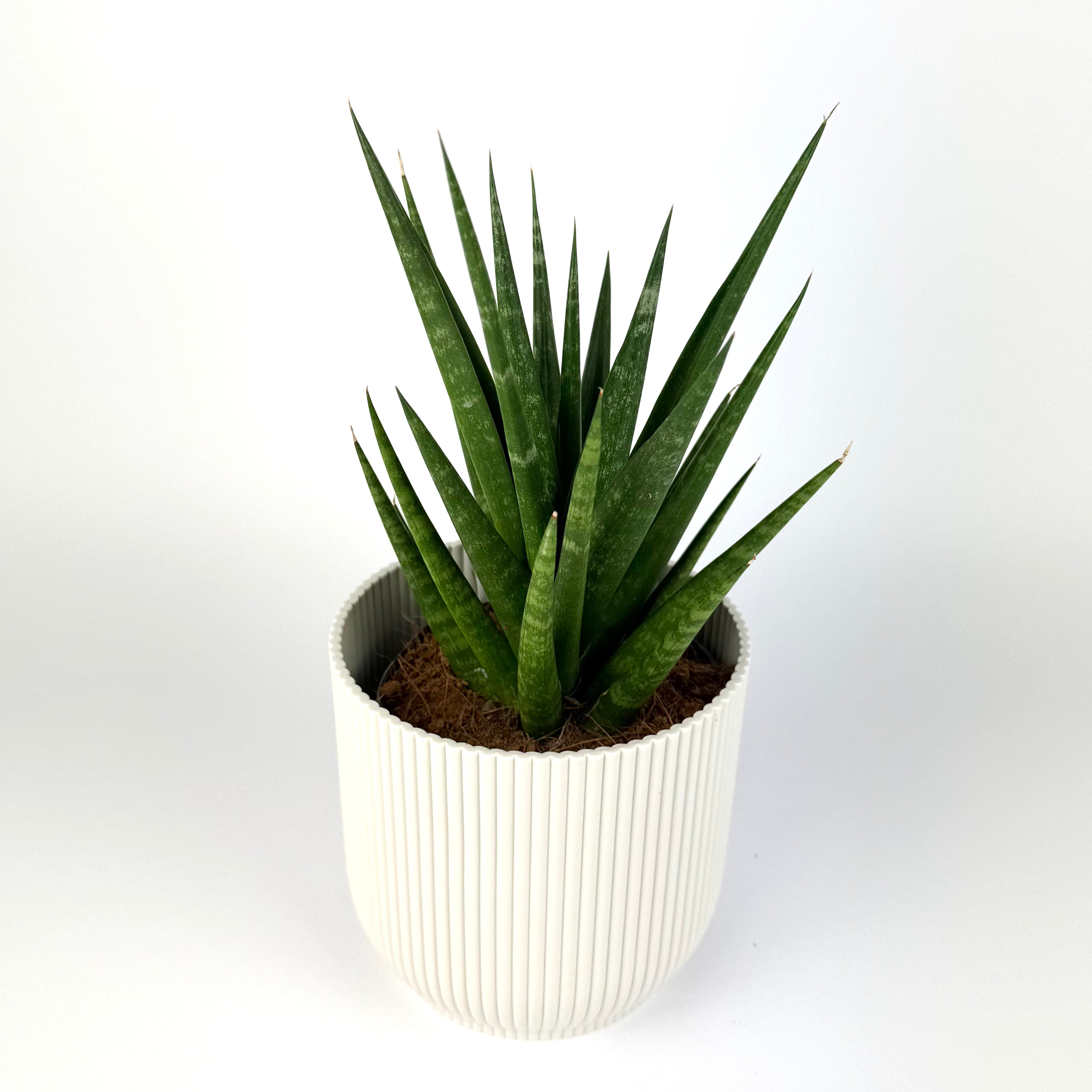 Sanseveria Cylindrical Dancing Queen 12cm Pot Size Houseplant