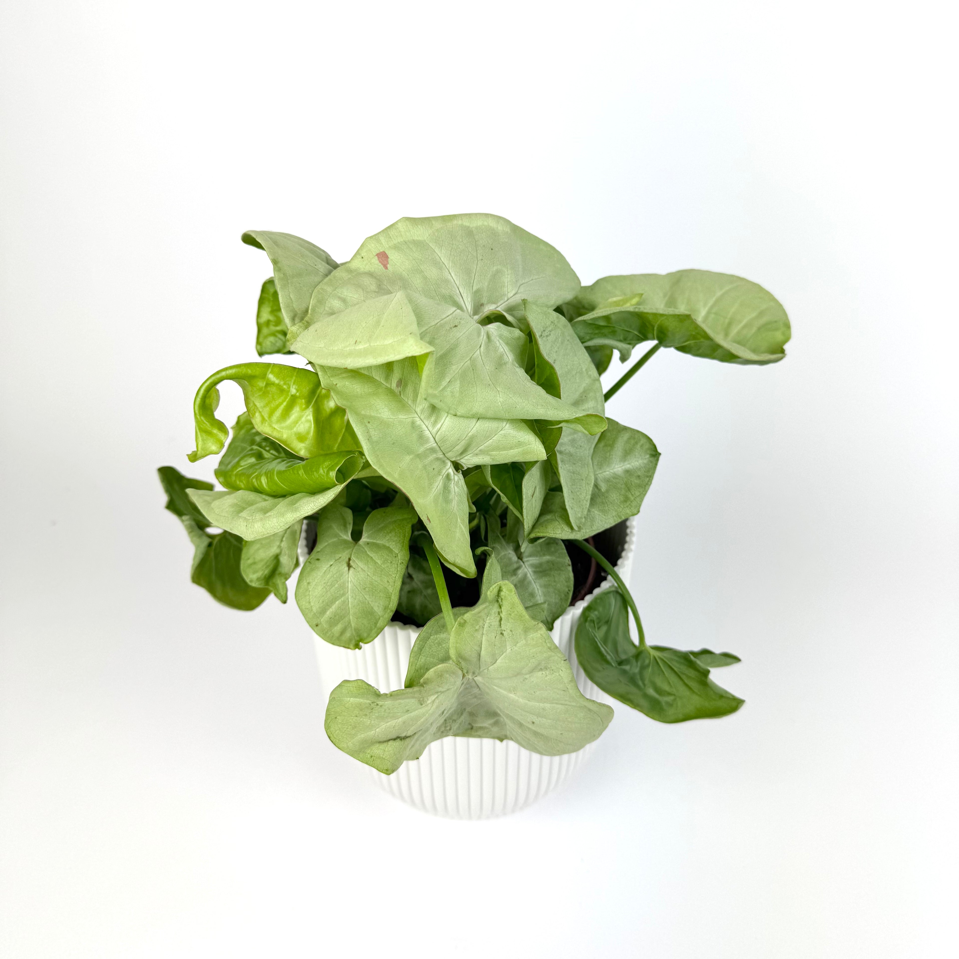 Syngonium Milk Confetti Indoor Plant