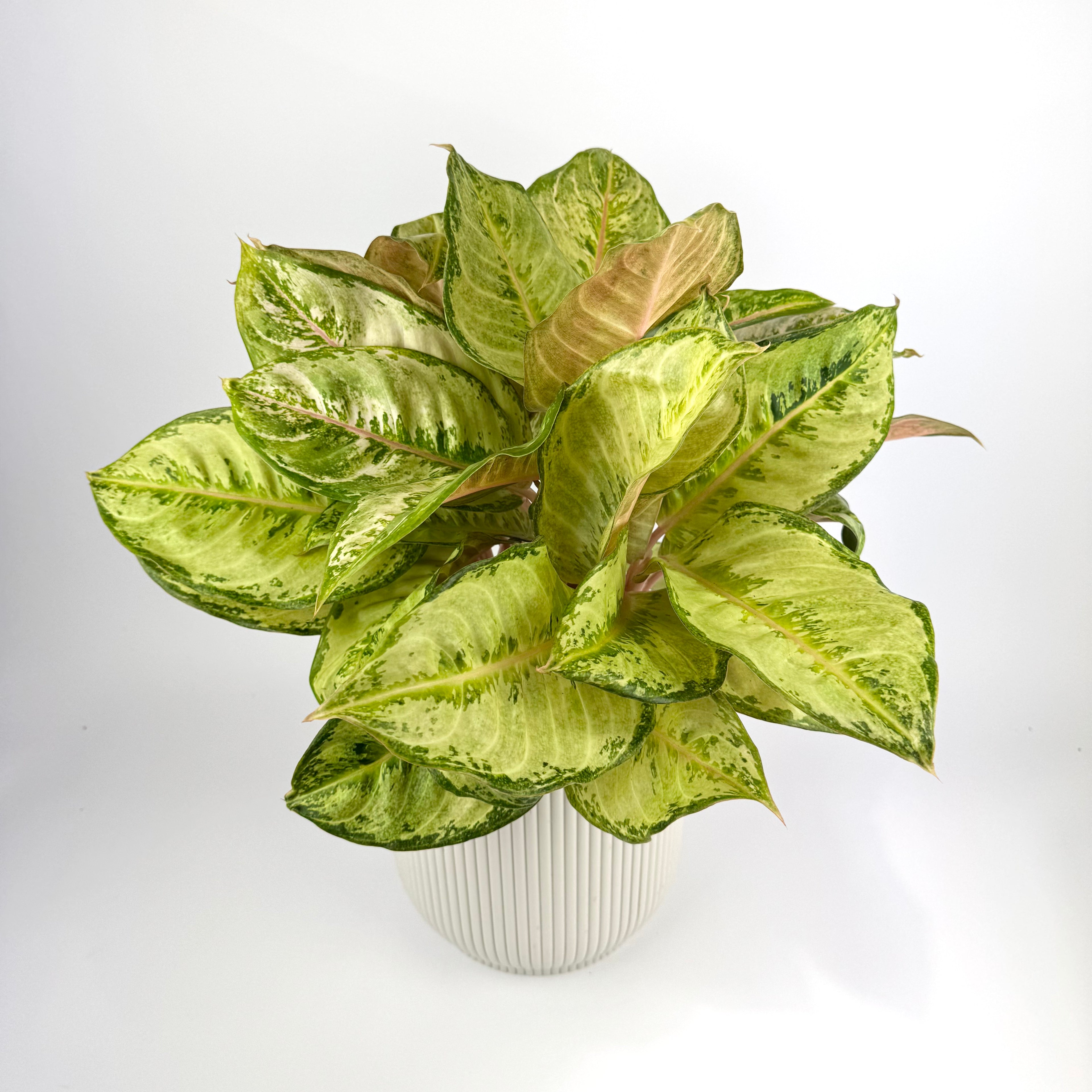 Aglaonema Corn Silk 19cm Houseplant