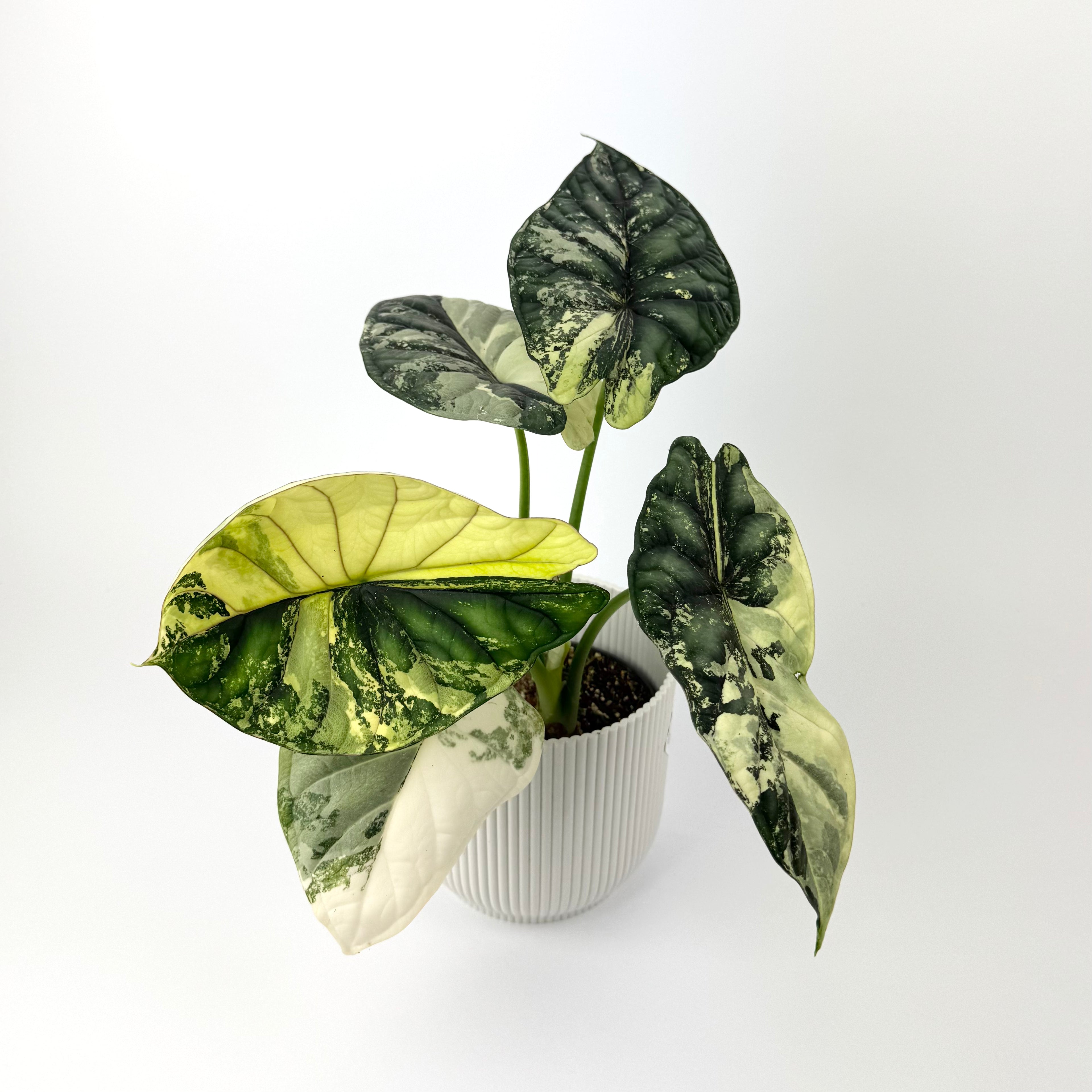 Rare Alocasia Dragon Scale 12cm Variegated