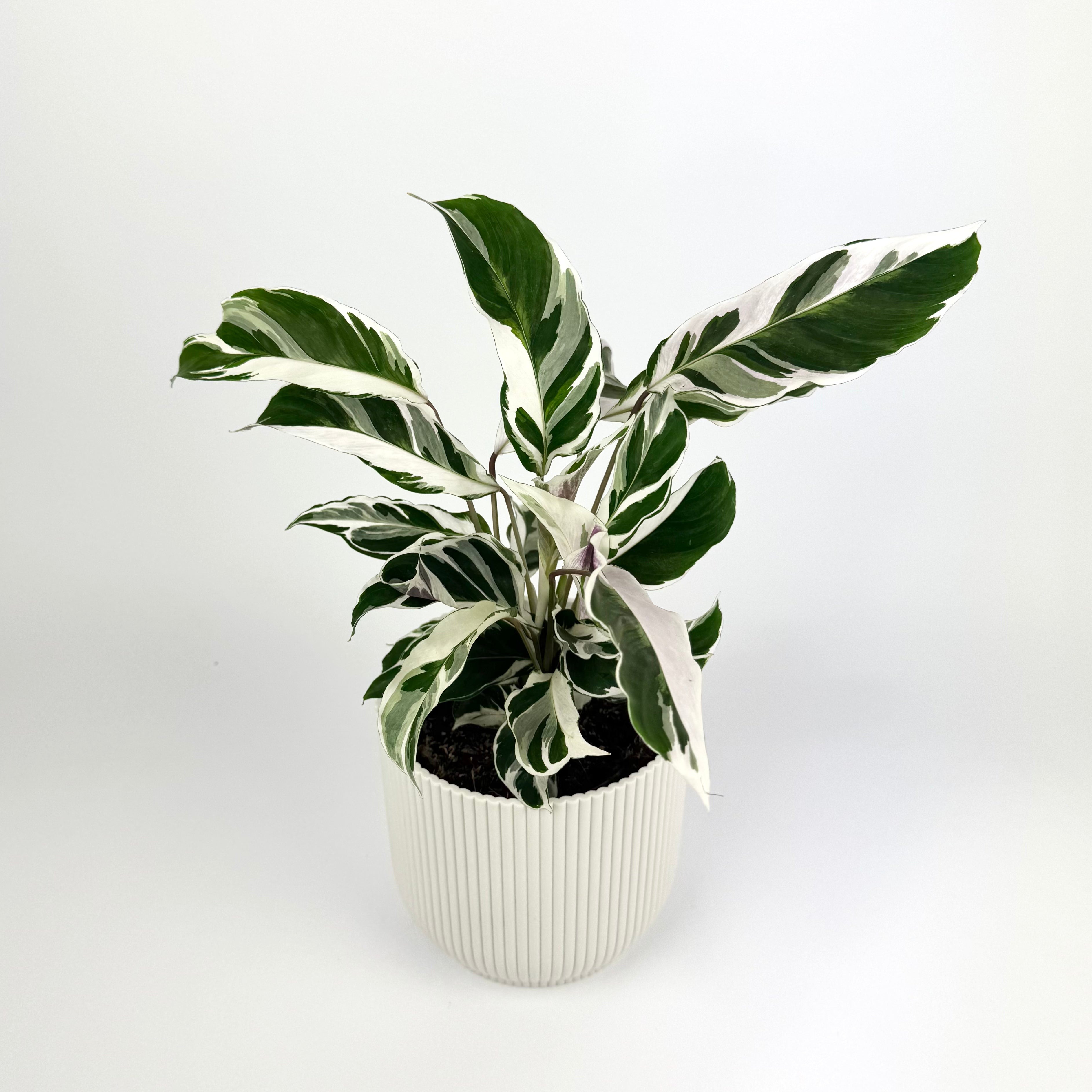 Calathea White Fusion 11cm Houseplant