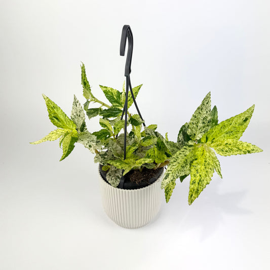 Pellionia Repens Variegated 10.5cm Houseplant