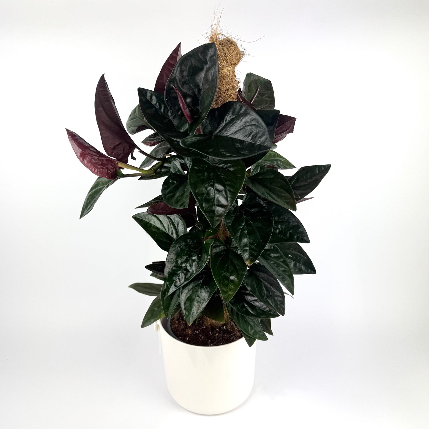 Syngonium Red Arrow Mosspole 16cm Houseplant