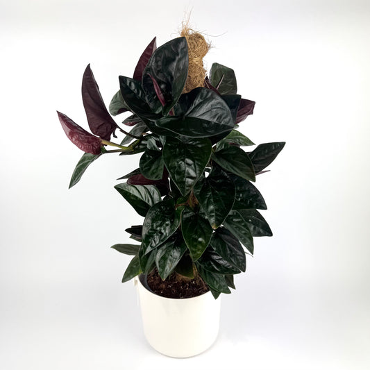 Syngonium Red Arrow Mosspole 16cm Houseplant
