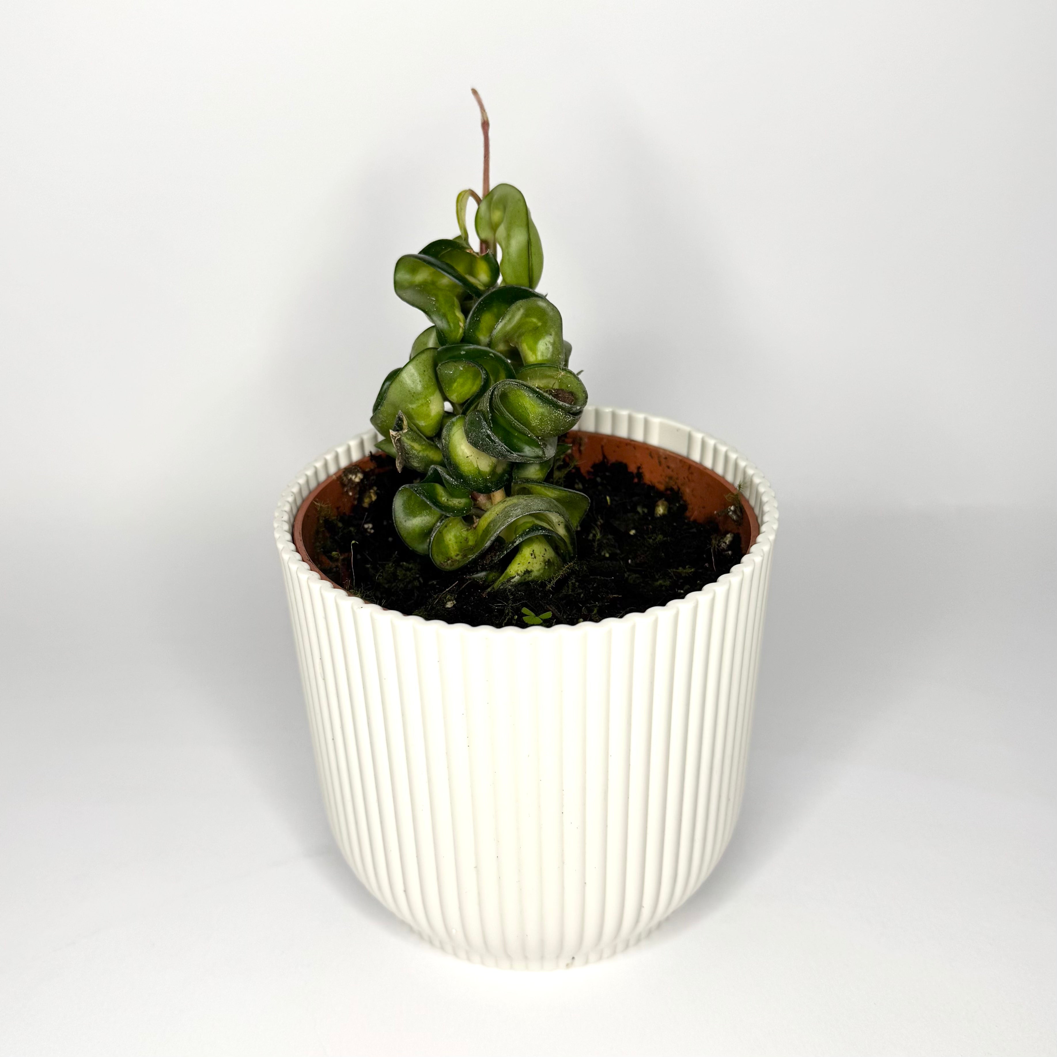 Hoya Compacta Mauna Loa 10.5cm Houseplant