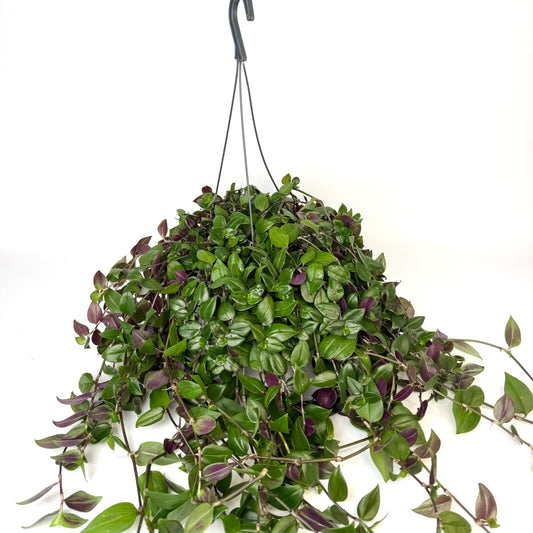 Tradescantia Green Hill 17cm Houseplant