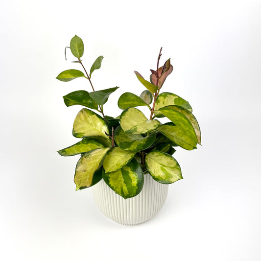 Hoya Tricolor Bordvare 12cm Pot Size Houseplant