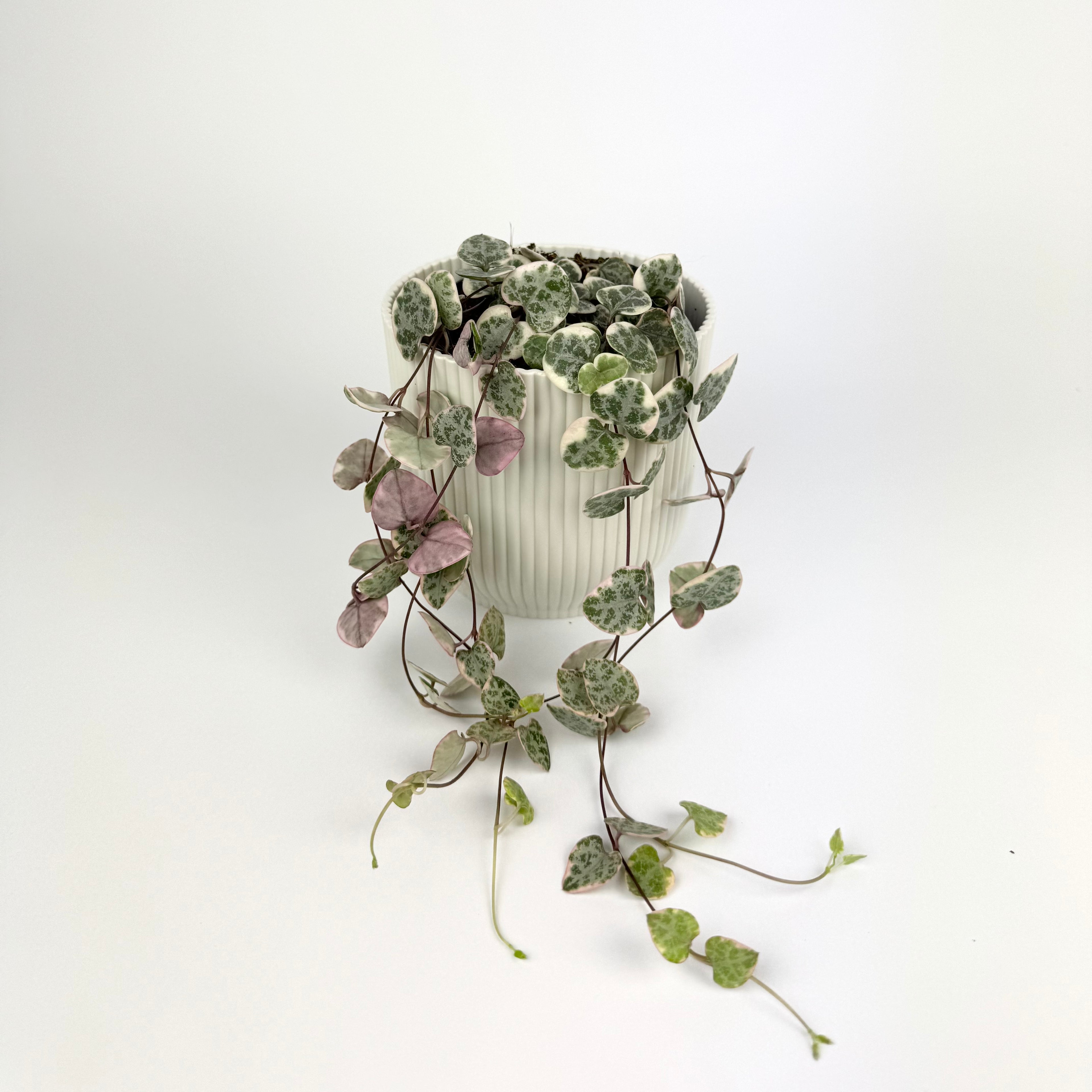 9cm Variegated String Of Hearts Houseplant