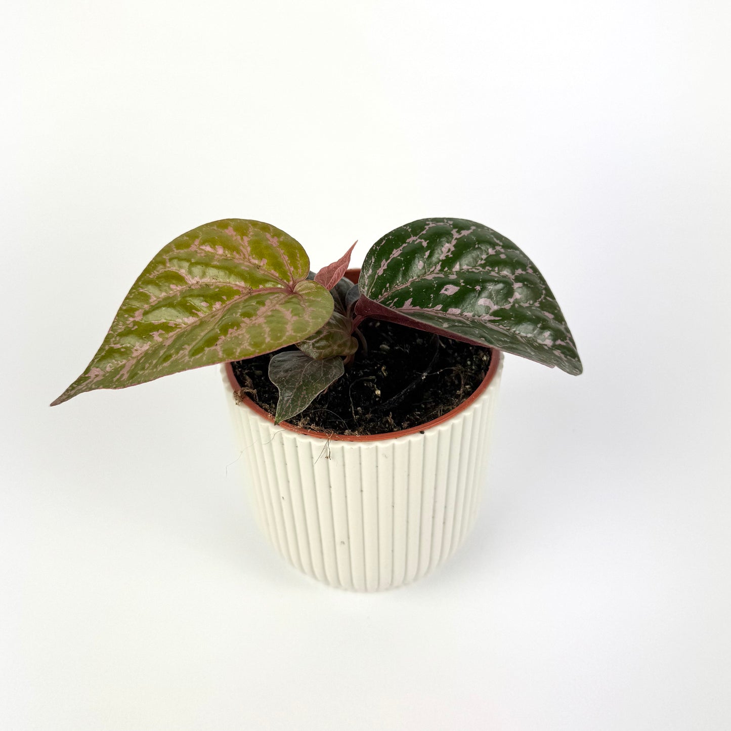Piper Crocatum 10.5cm Potsize Houseplant