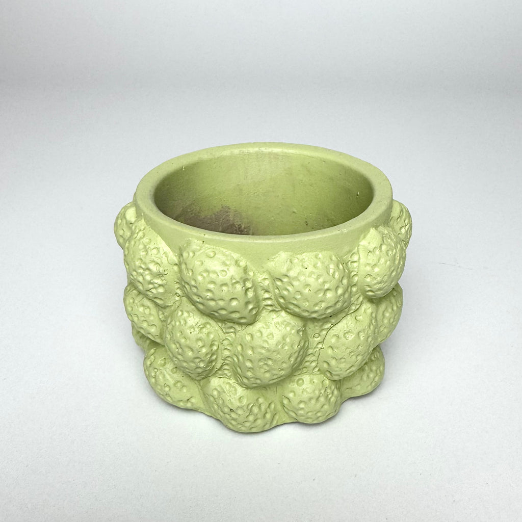 Desk Buddy Plant & Pot Bundle