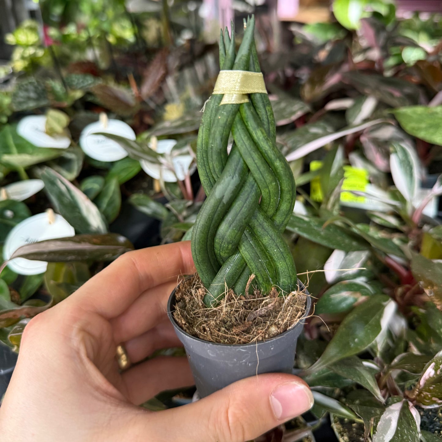 Mini Plants Bundle